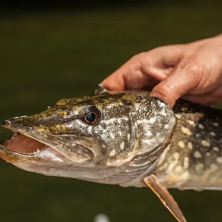 Hotel Waldsee Am Wirchensee 3*